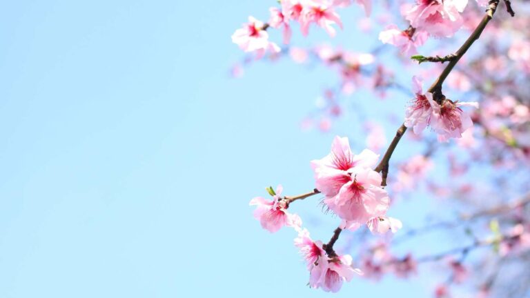 Het zachte roze van een bloemsemtak tegen een helder blauwe hemel