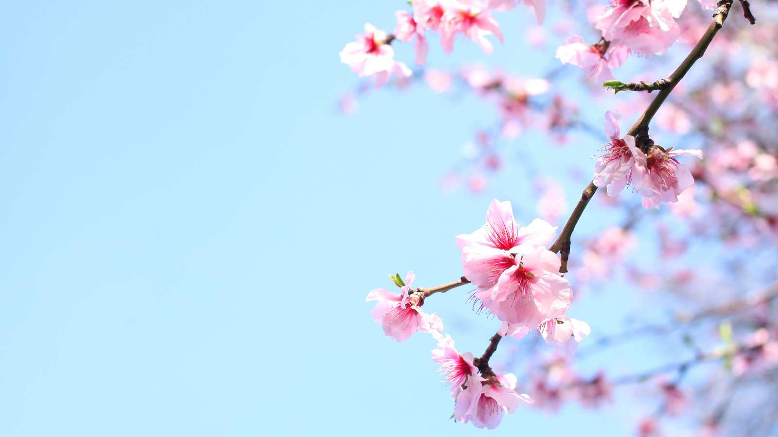 Het zachte roze van een bloemsemtak tegen een helder blauwe hemel