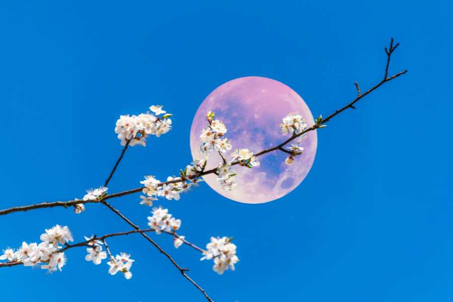 Rozige maan achter een bloesemtak